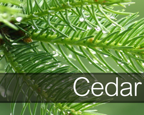cedar_self_catering_holiday_cottage